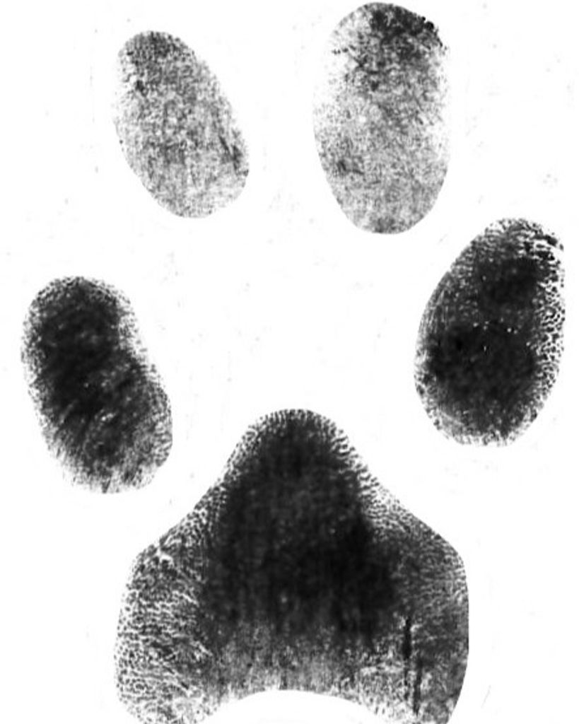 Sydney McDaniel Profile Photo