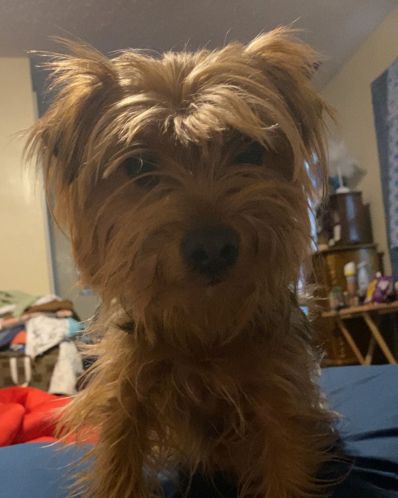 Lily Josephine Scharpf Profile Photo