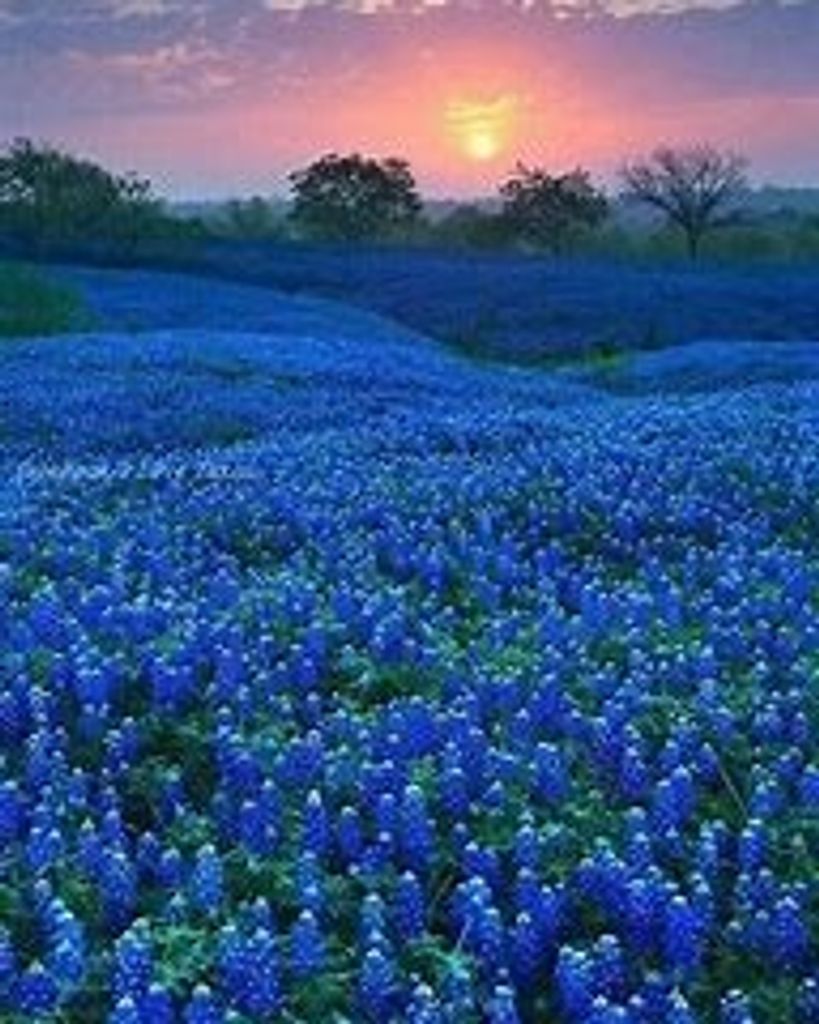 Annie Lee Woodham Dodgen Profile Photo