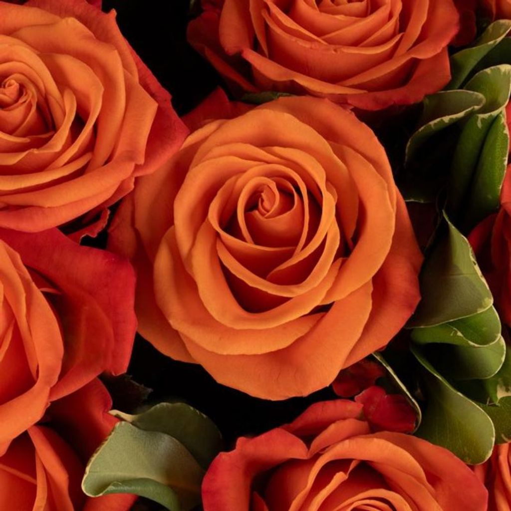 Lorraine Mary Harom Profile Photo