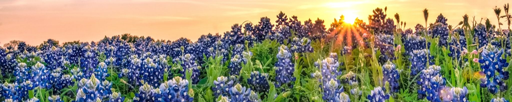 Cover photo for Barbara Jean Brown's Obituary