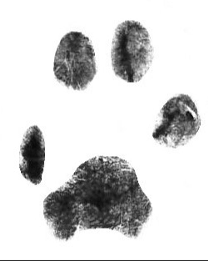 Caroline Brittain Profile Photo