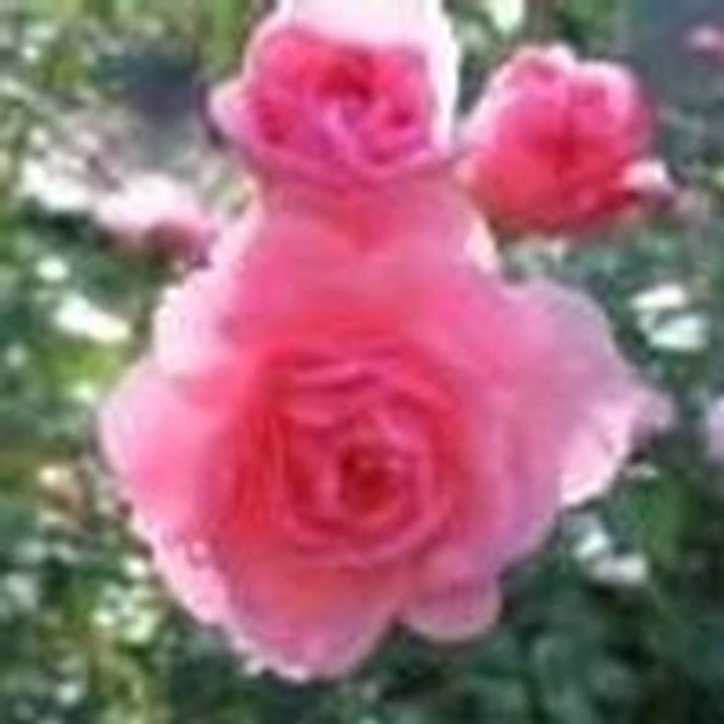 Irene Saxton Profile Photo