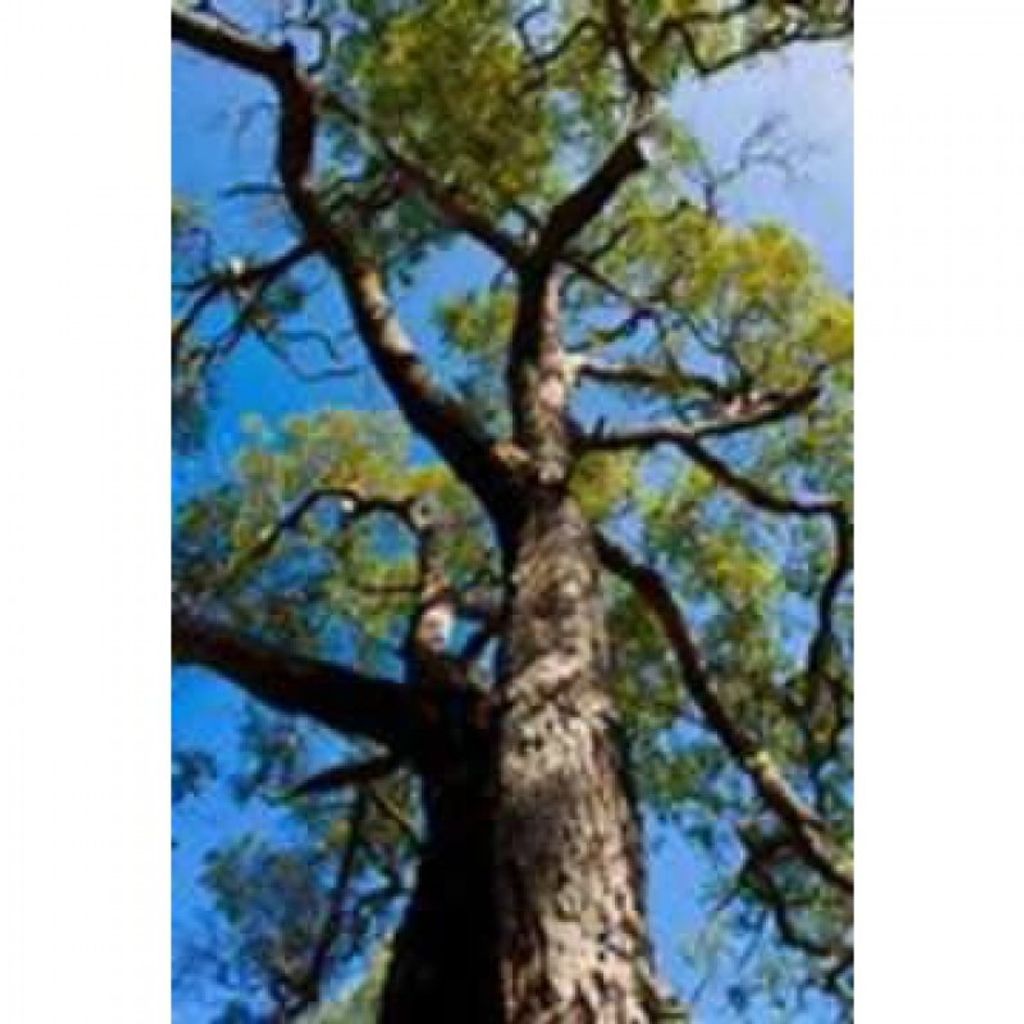 John Louis Hoffman Profile Photo