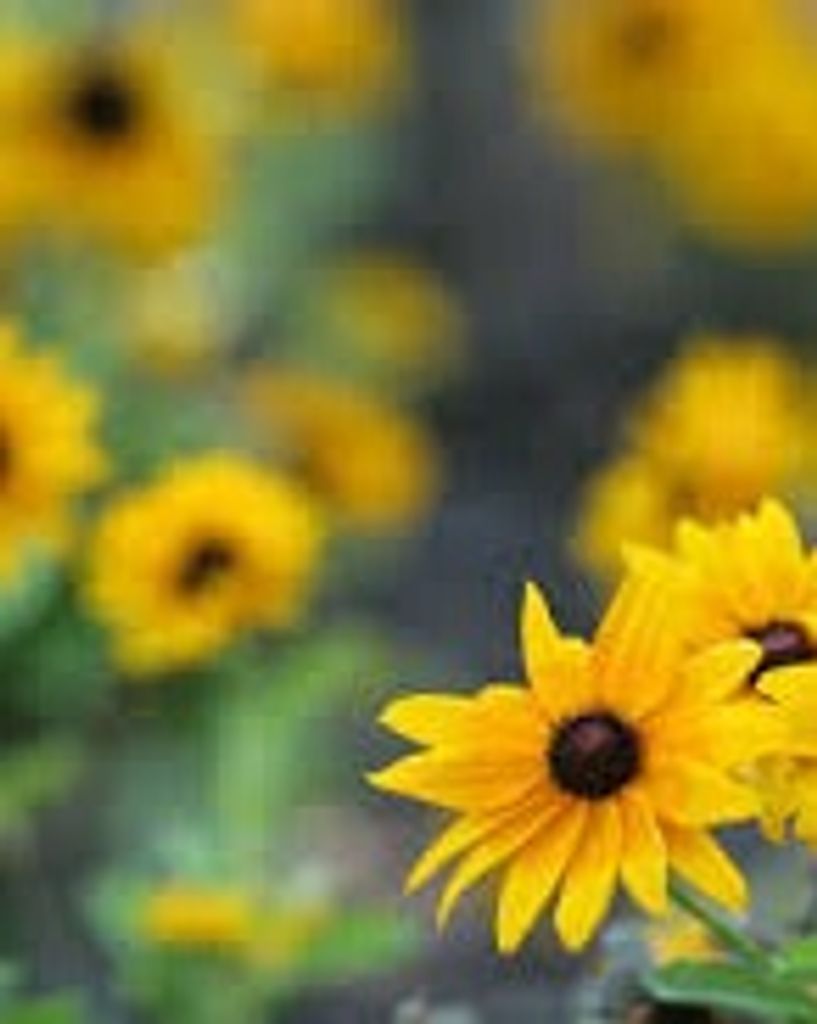 Anita M Turner Profile Photo