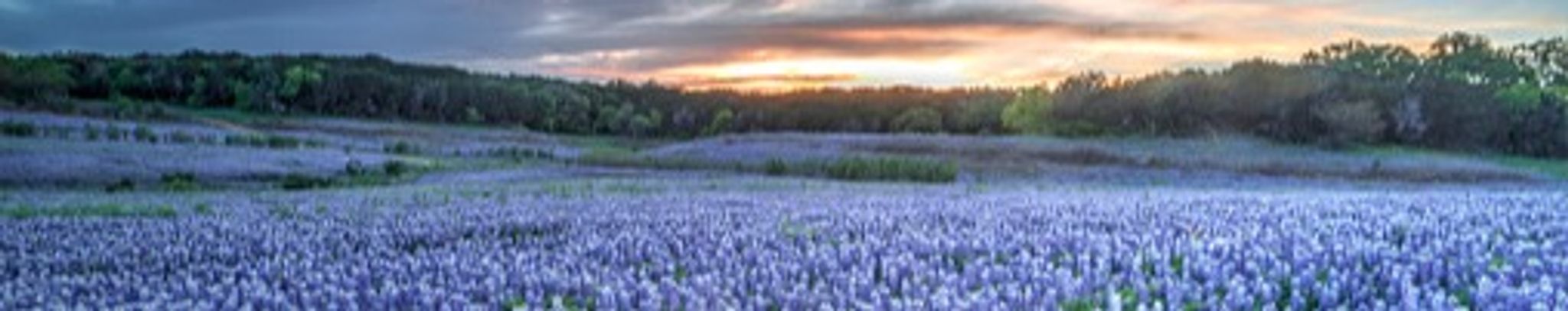 Cover photo for Betty Jo Wilson's Obituary