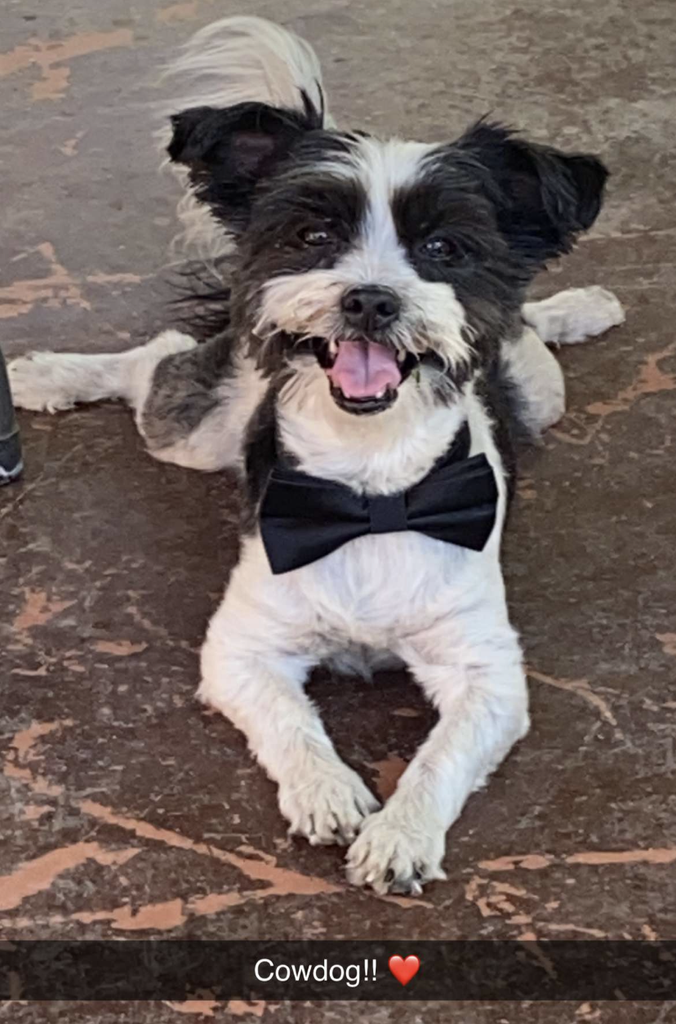 Cowdog Profile Photo