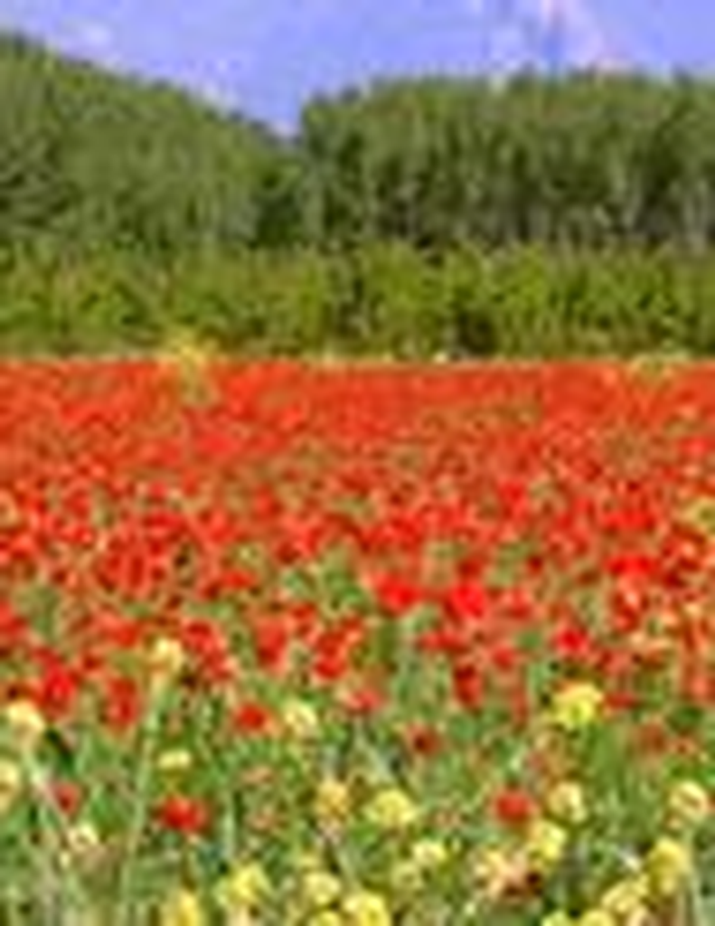 Margaret Louise Minard Wilson