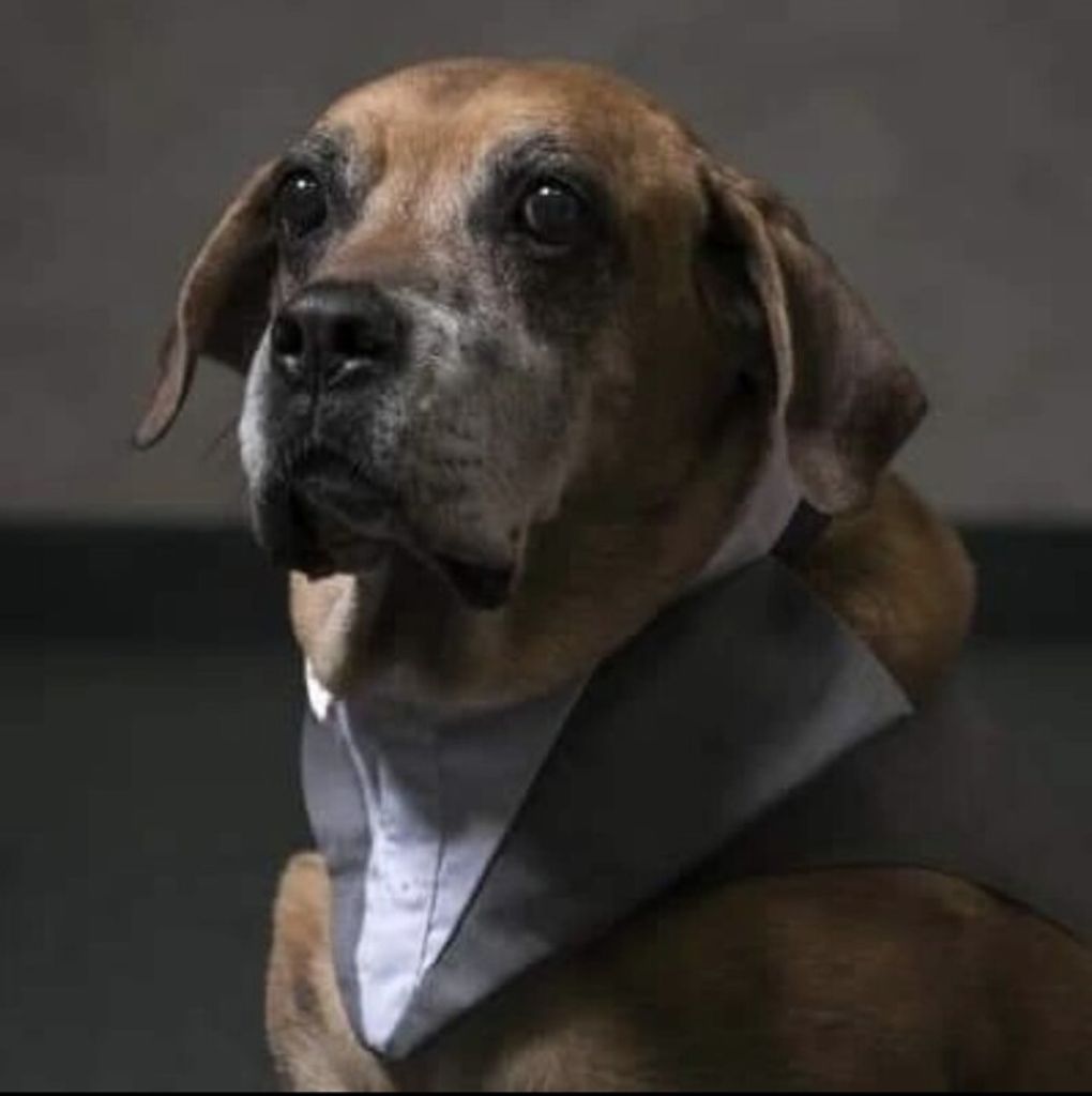 Buster Bestfriend Buckingham Sparks Profile Photo