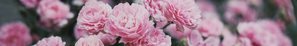 Cover photo for Clara (DiCecco)  Sanguigni's Obituary