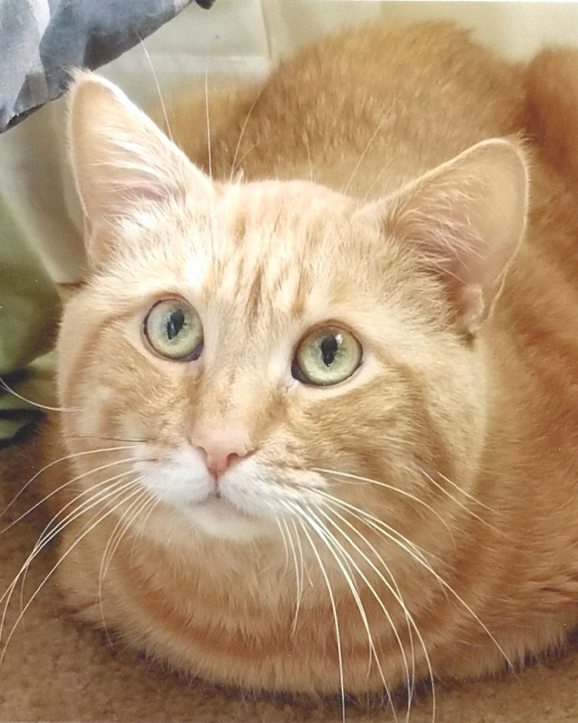 Tigga Profile Photo