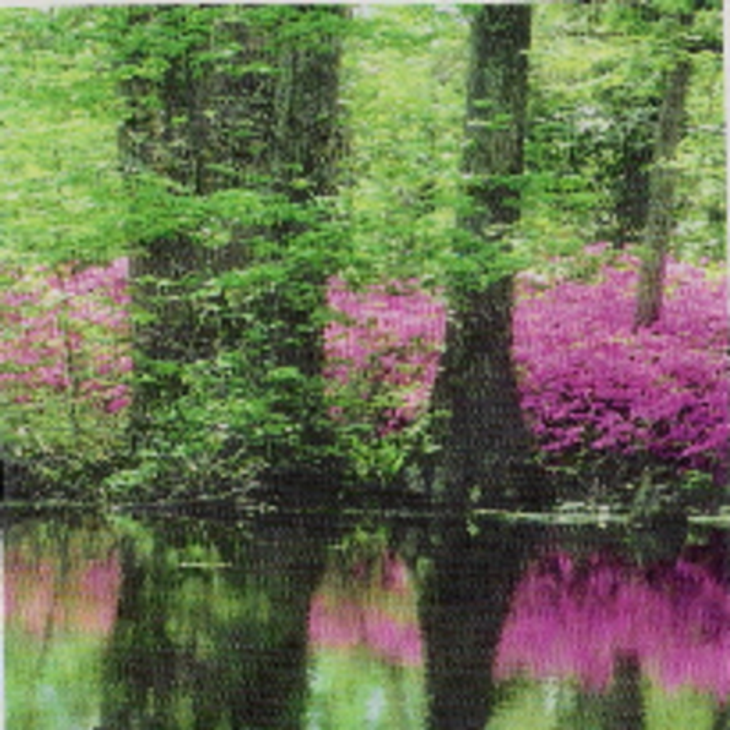 Phyllis M. Woodbury Profile Photo