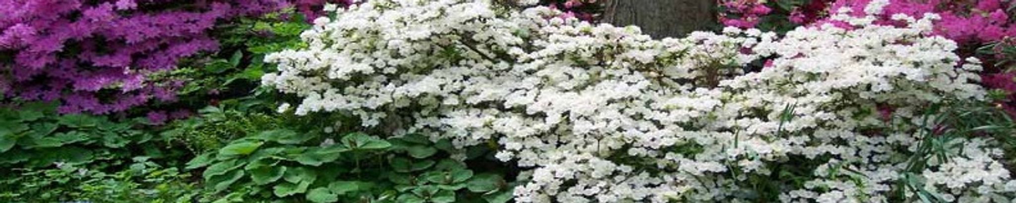 Cover for Annette C. Sullivan's Obituary