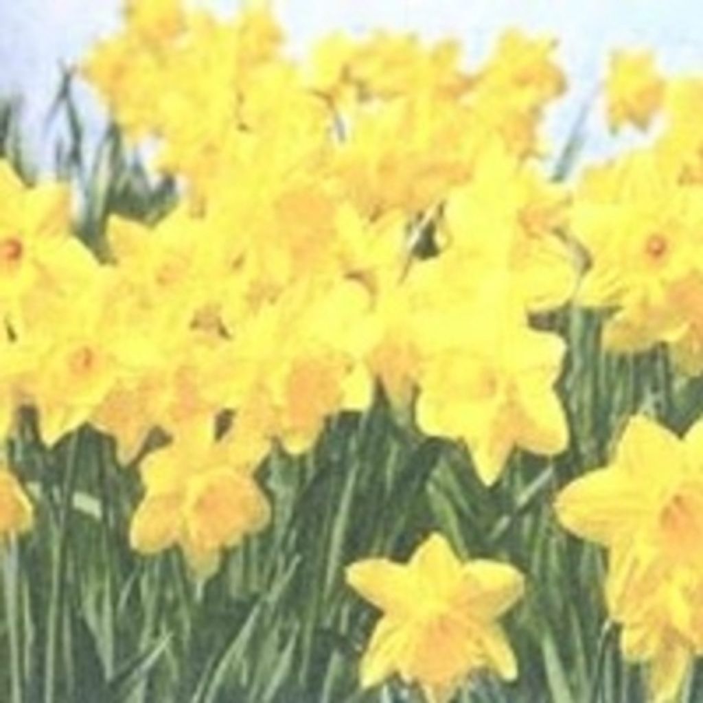 Ella Alene Patterson Harvey