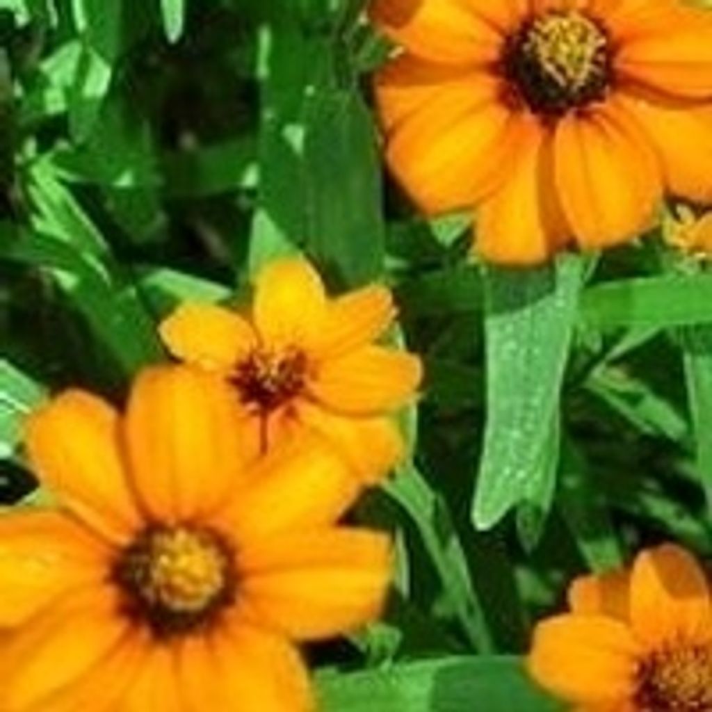 Starr Elizabeth Friend Profile Photo