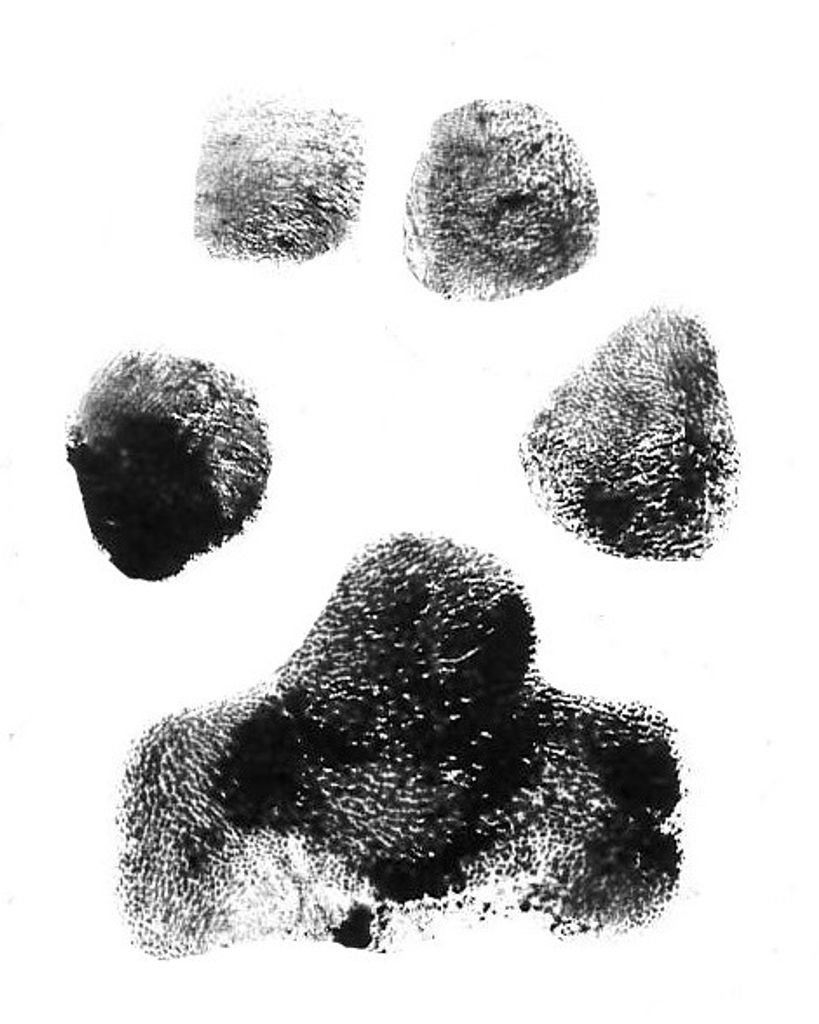 Bear Hinton Profile Photo