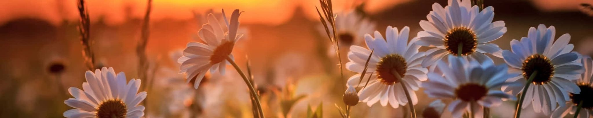 Cover photo for Lois Elaine Givens's Obituary