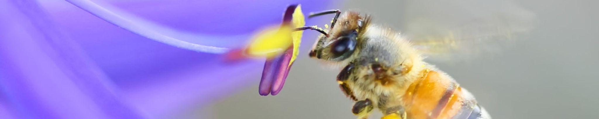Cover for Shirley A. BENJAMIN's Obituary