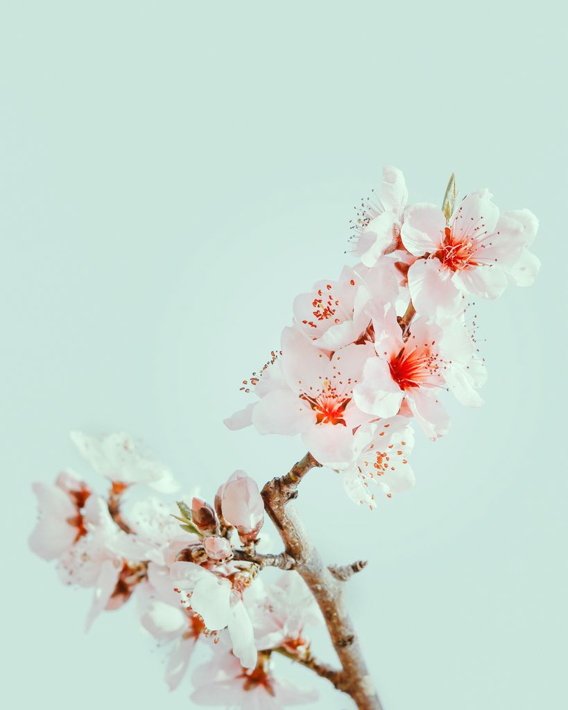 Julie Ballard Johnstone