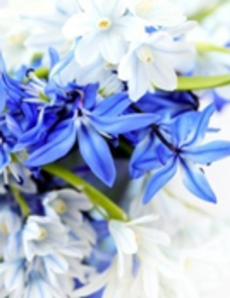 Lois Evelyn Overmyer