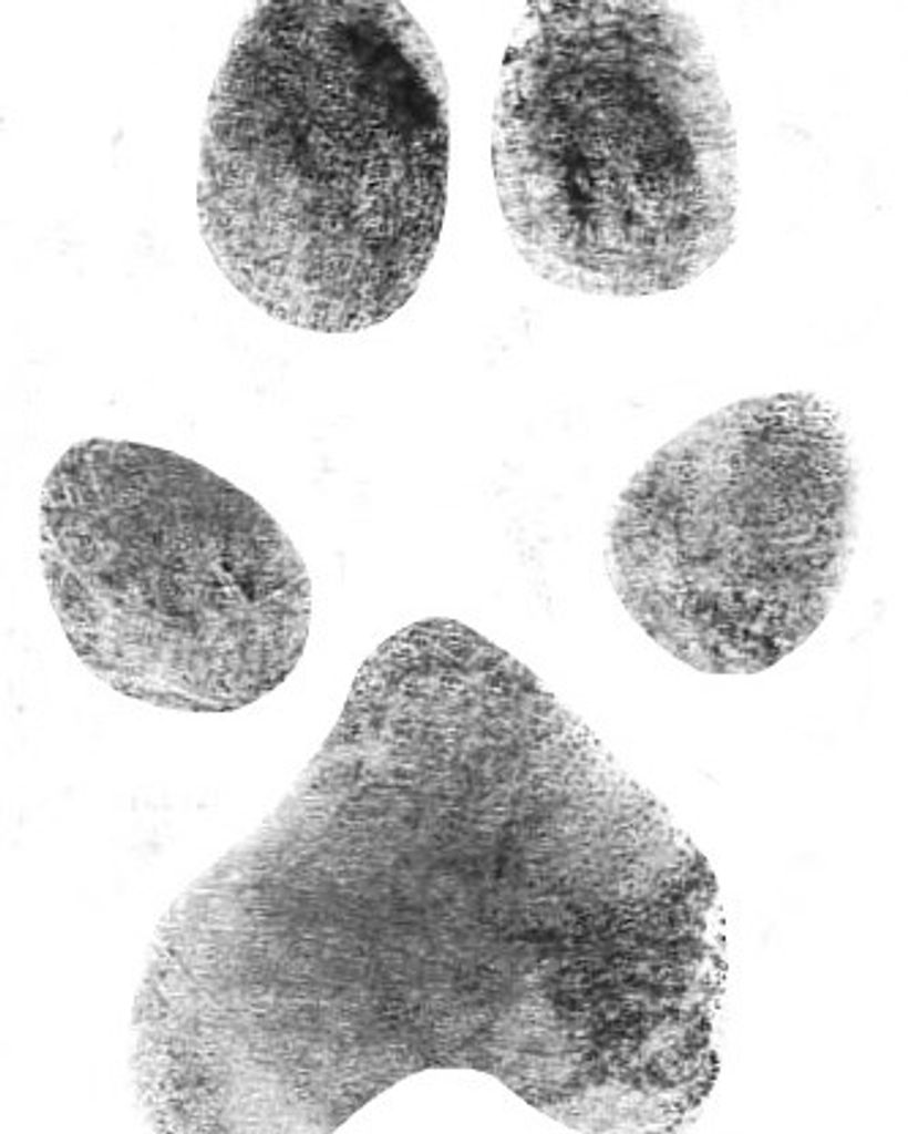 Duke Shook Profile Photo