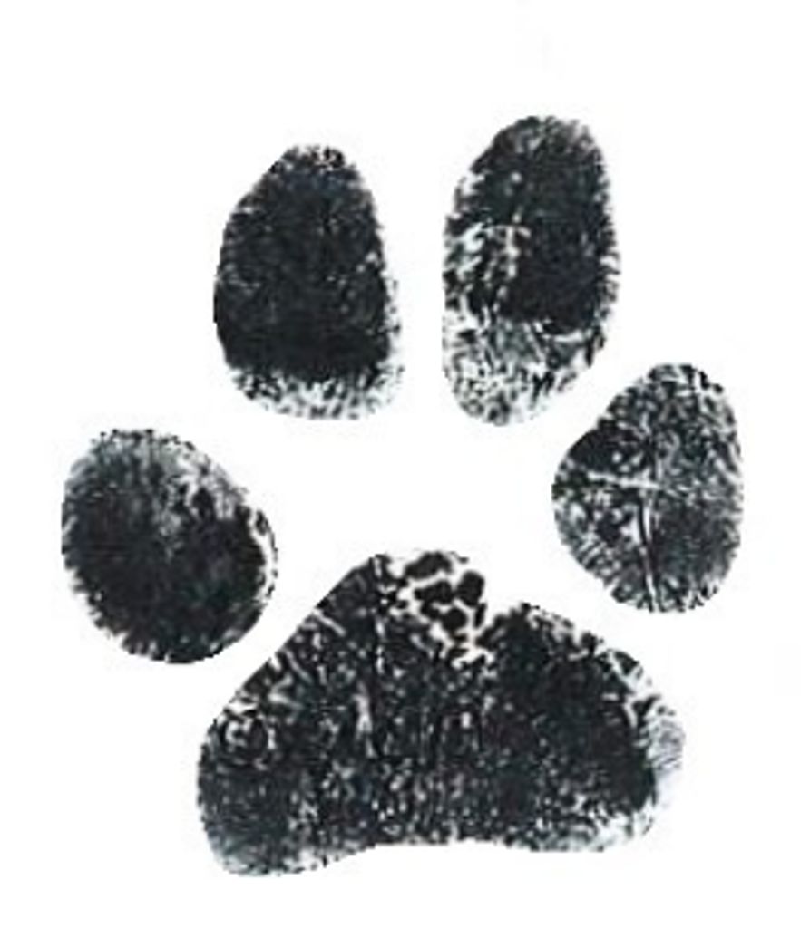 Murphy Engle
