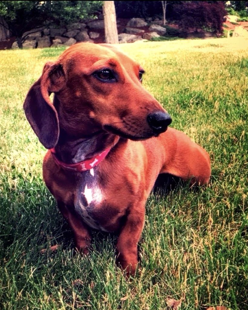 Oscar Le Brindisi Profile Photo