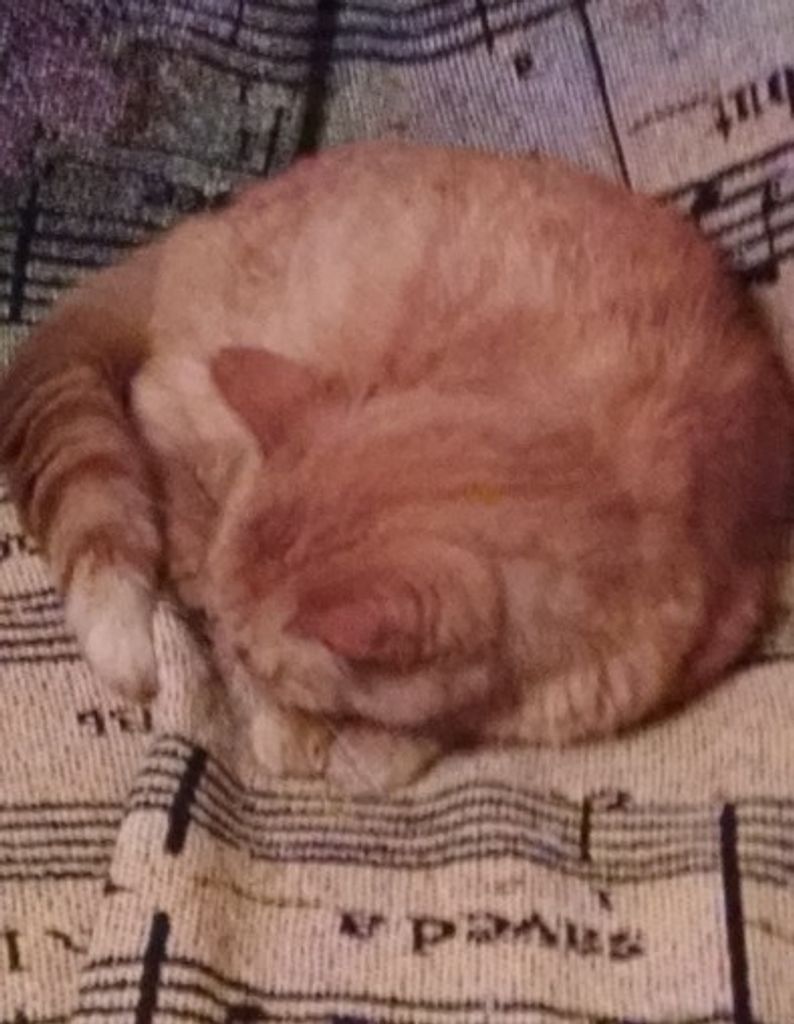 Ginger Kittee Bond Profile Photo