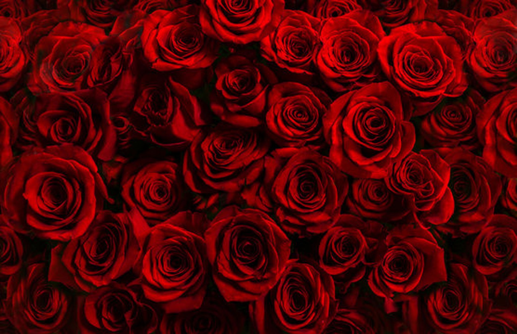 Cover photo for Lazette Randolph Procter's Obituary
