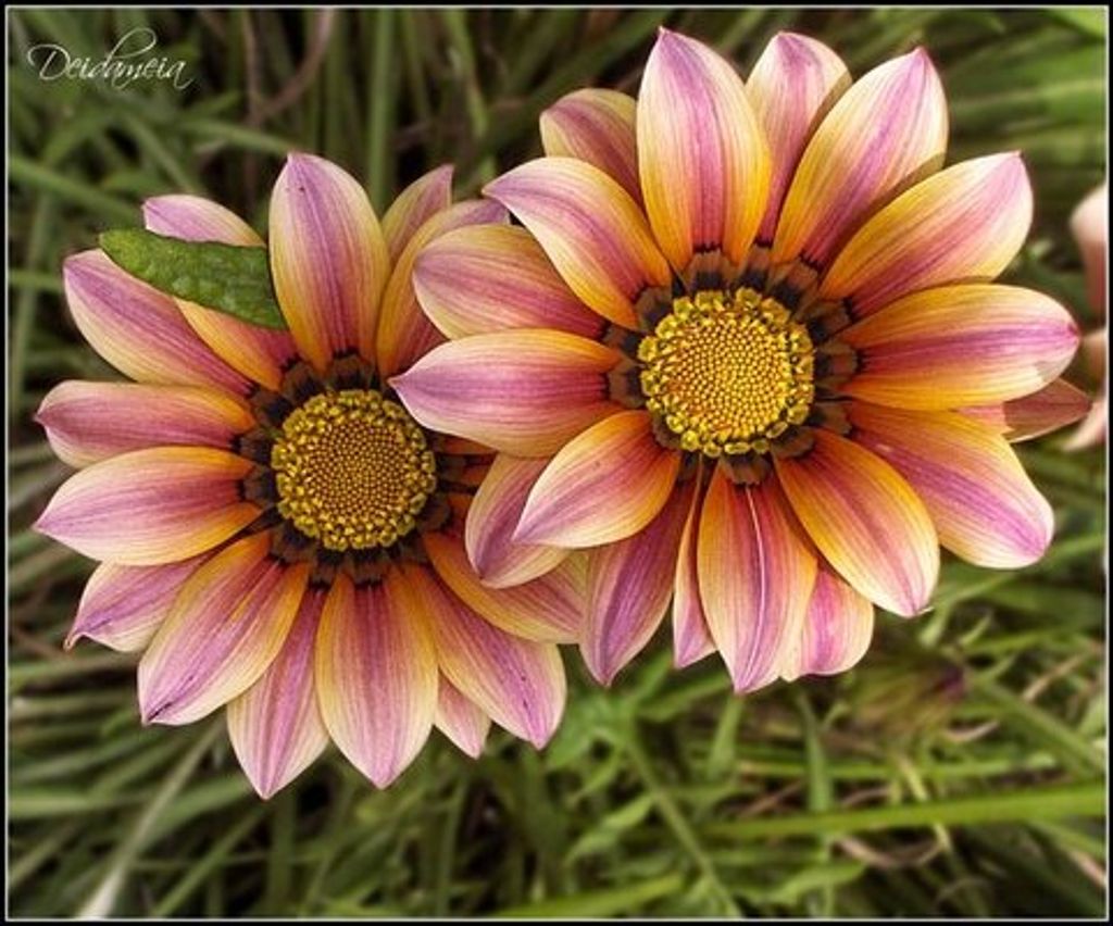 Mary Eva Chiado Profile Photo