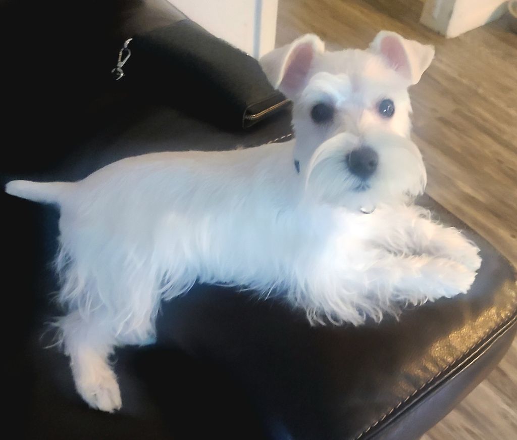 Loki Cano Profile Photo