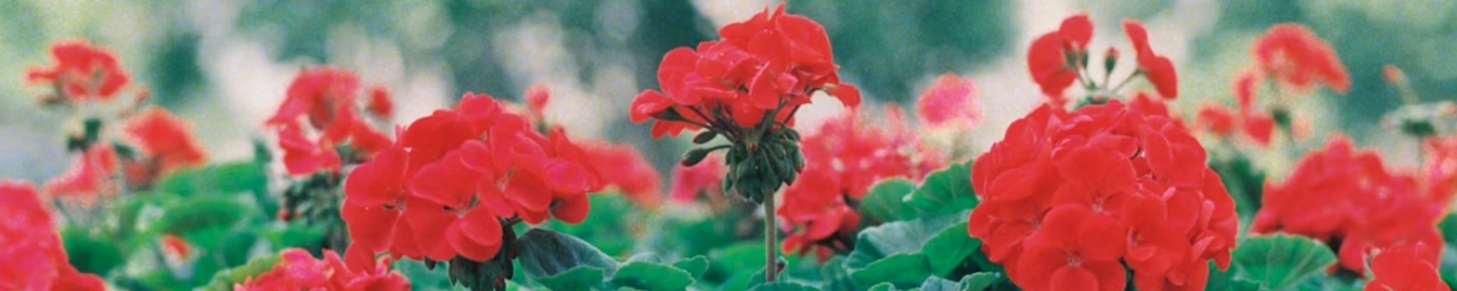 Cover for Gerda Dexheimer's Obituary