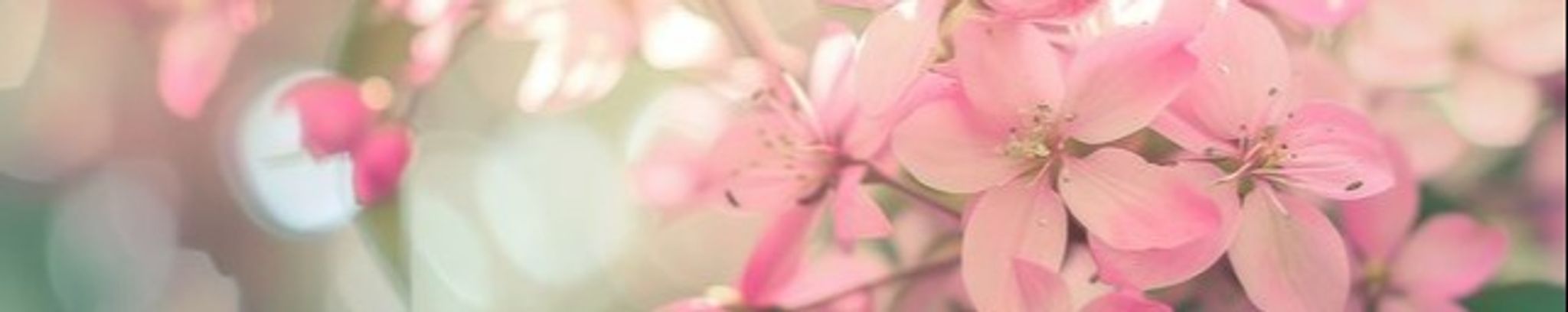 Cover photo for Carol McFadden's Obituary