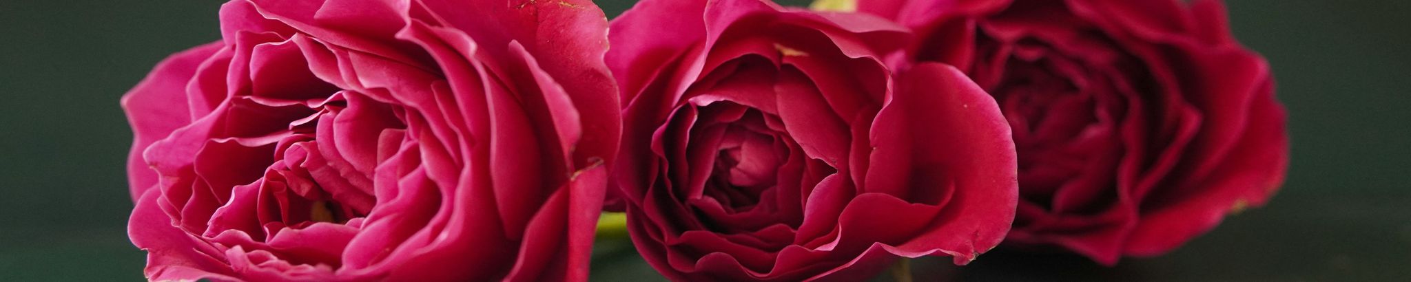 Cover for Delores G. Soller's Obituary