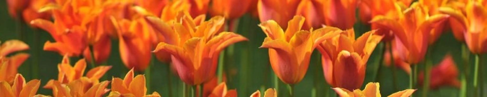 Cover photo for Jennifer Michelle Harman's Obituary