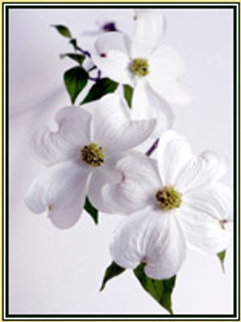 Agnieszka Ewa Michalak Profile Photo