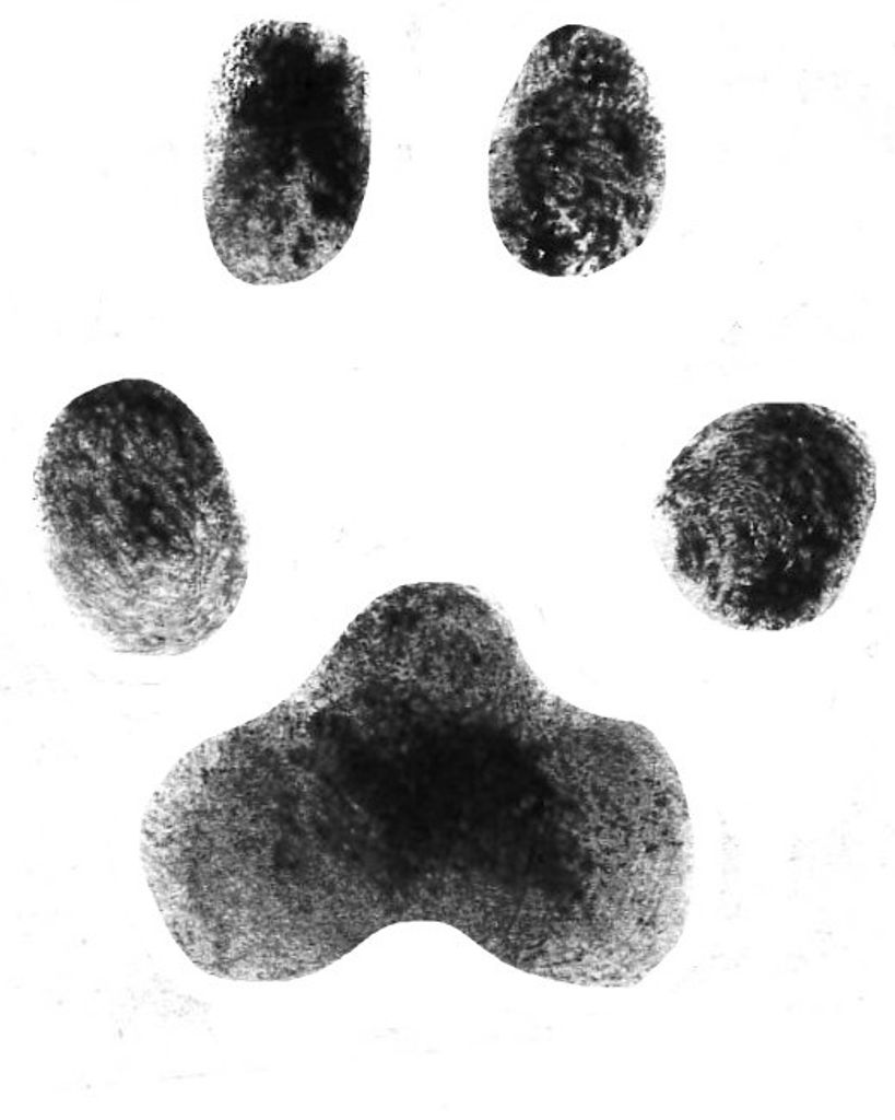 Elias Birchum Profile Photo