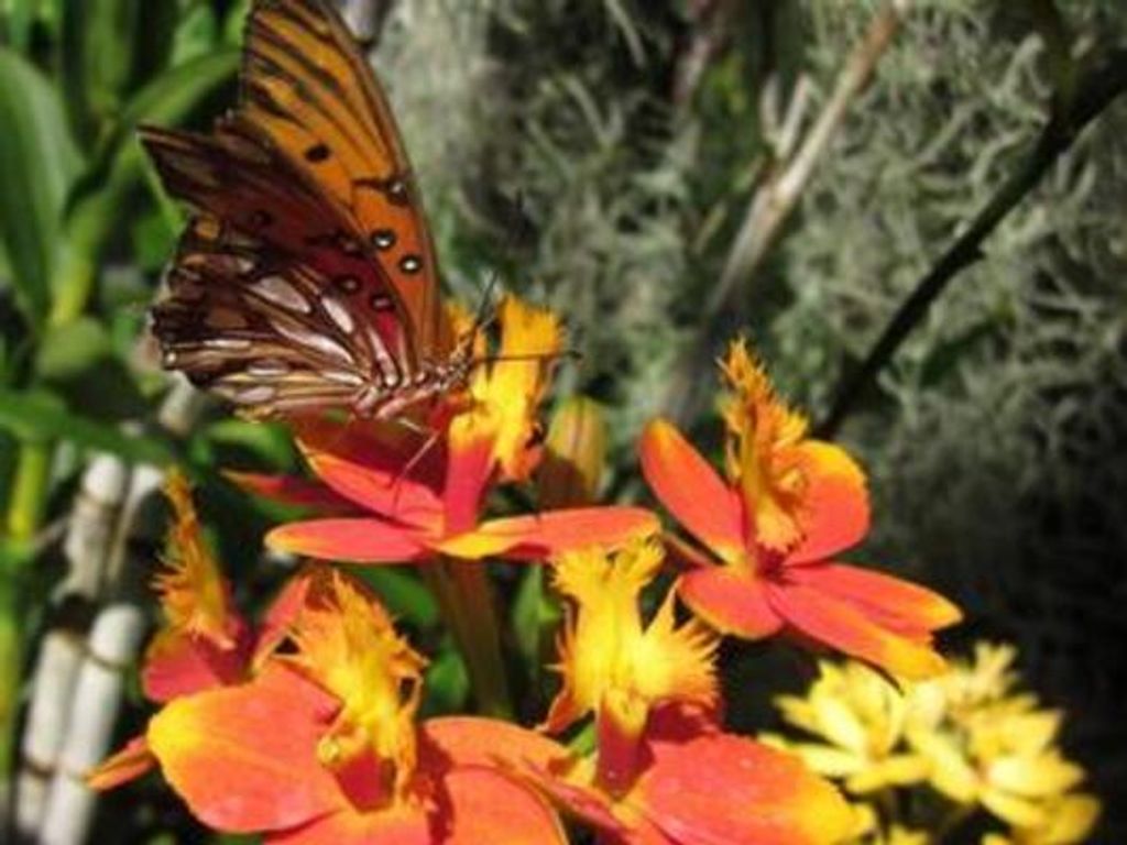 Cynthia L. Macdowell Profile Photo