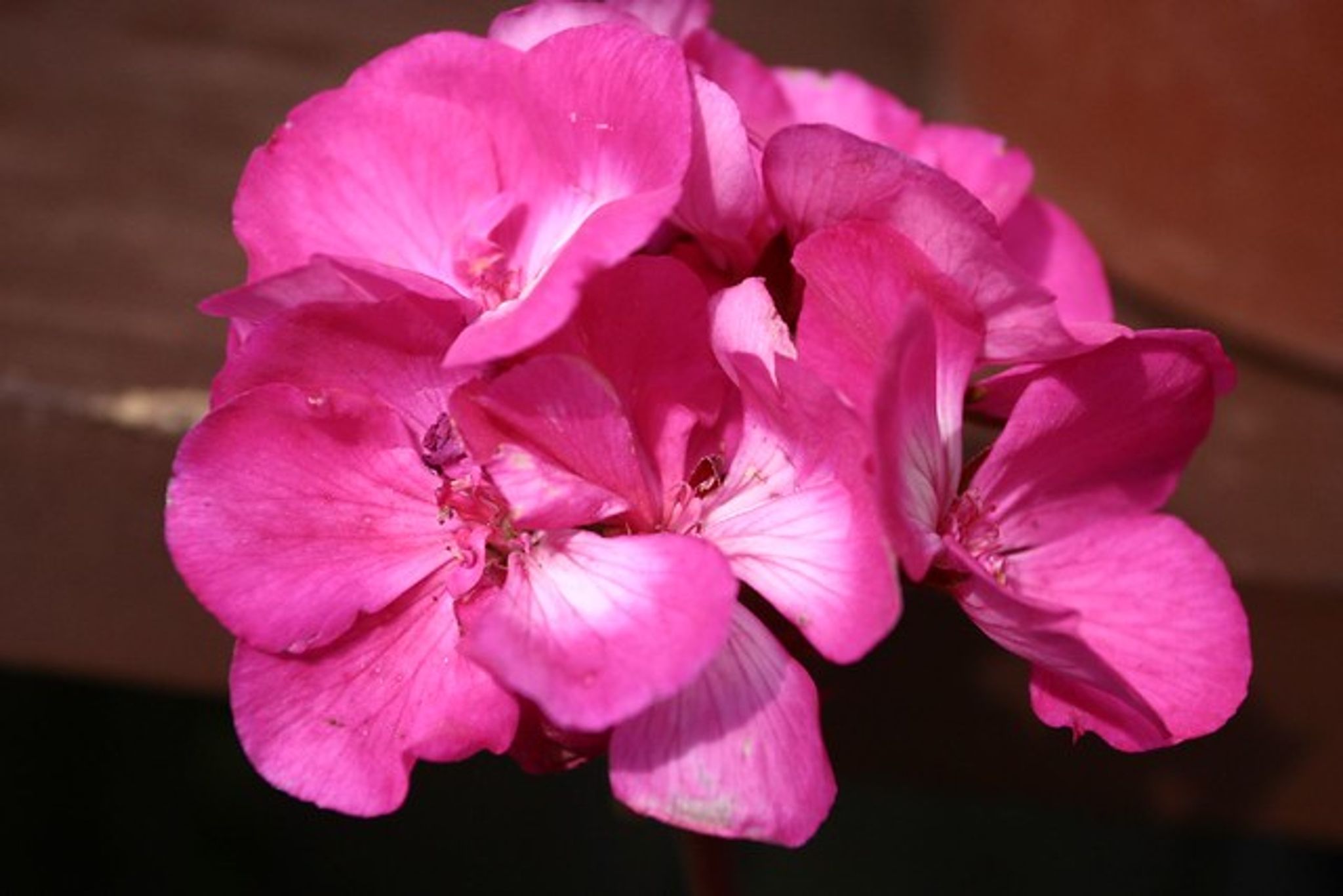 Cover photo for Irene H. Ogata Bishop's Obituary