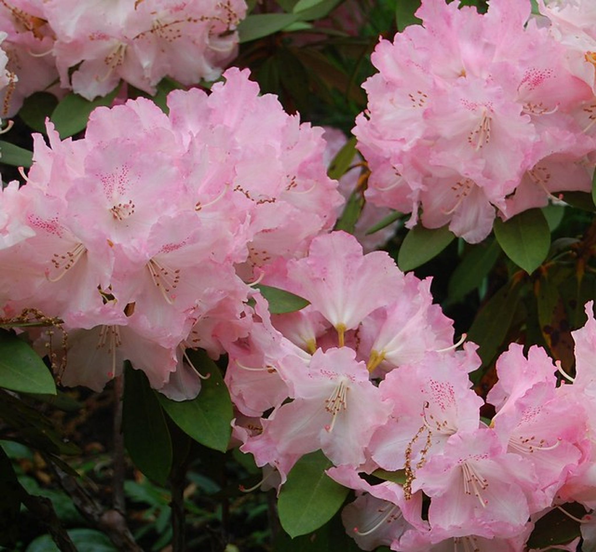 Cover photo for Olive Marie McAnany's Obituary