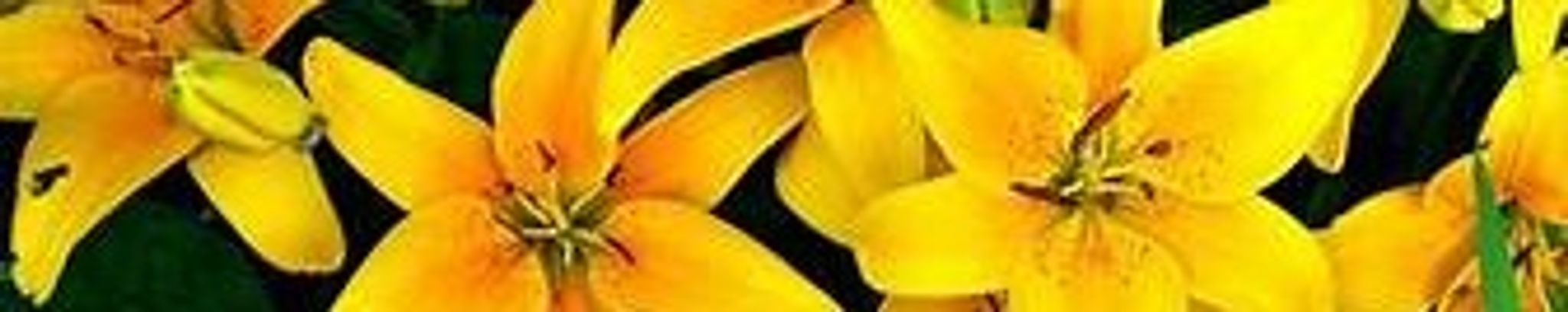 Cover for Sui Ying Chan Lew's Obituary