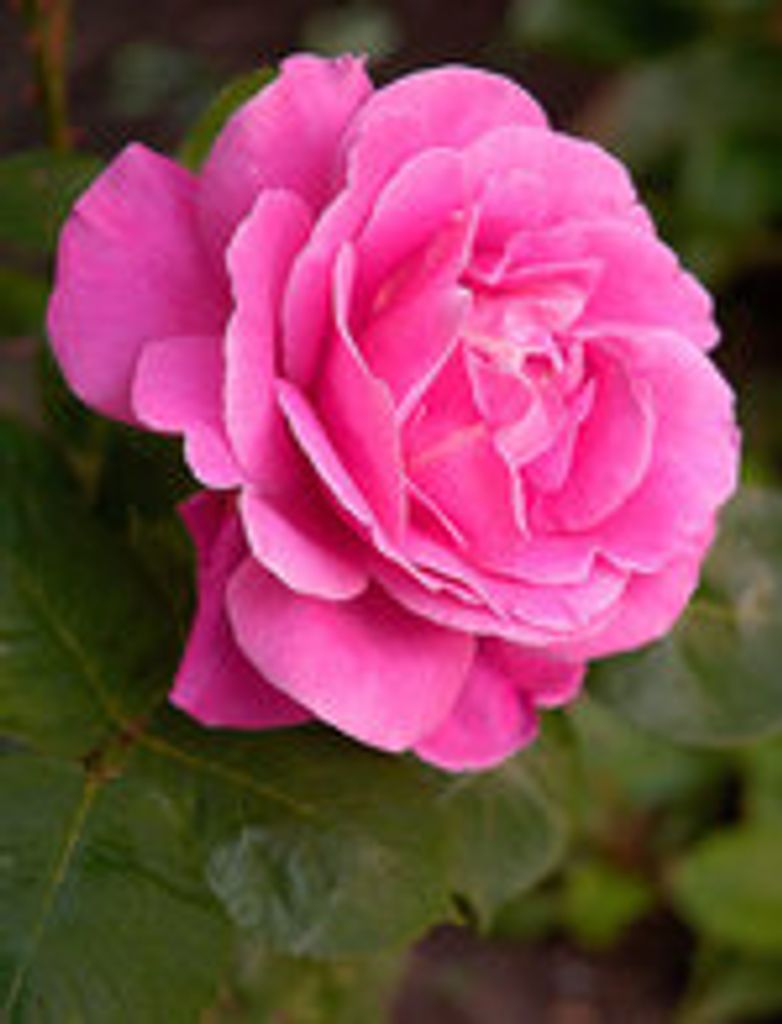 Leonarda Bellino