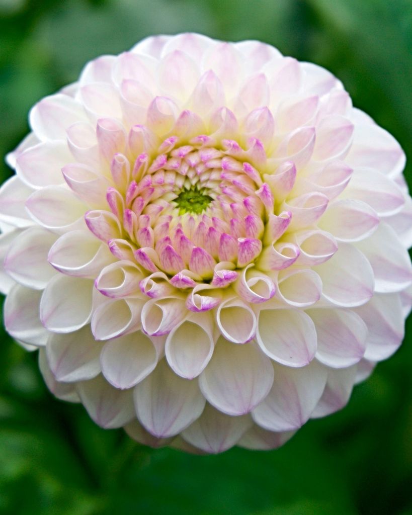 Arvilla Mae Nightingale Profile Photo