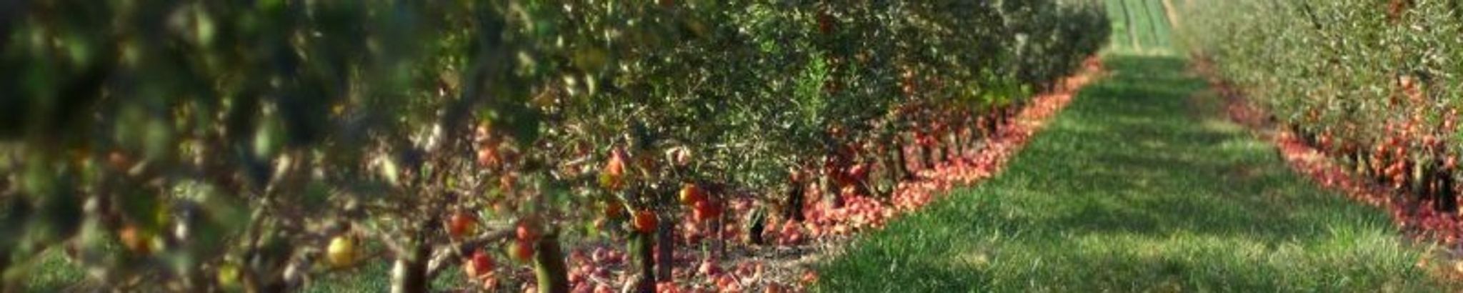 Cover for Robert Hughes's Obituary