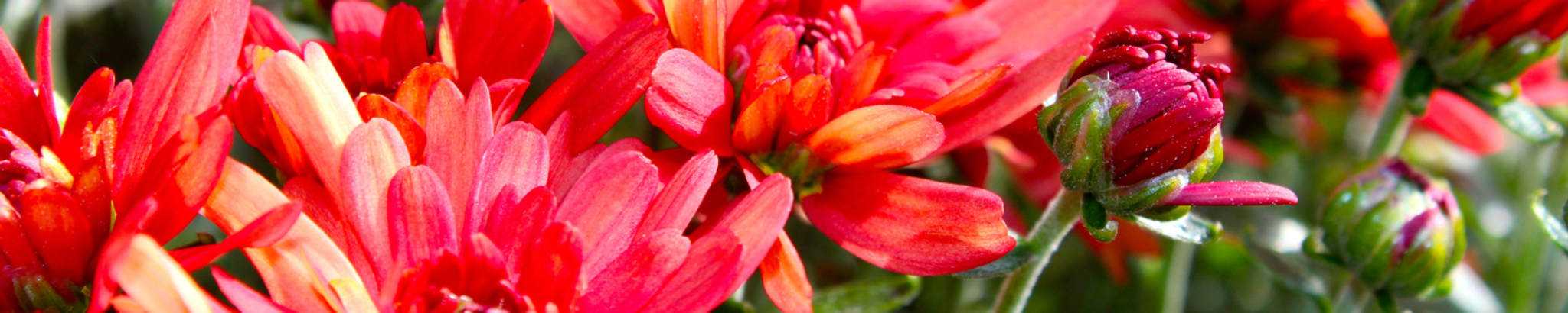 Cover photo for Patricia A Kuhn's Obituary