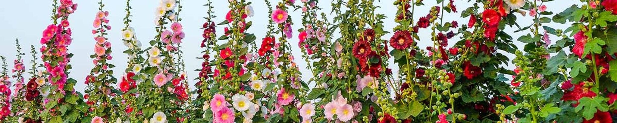 Cover photo for Judith Virginia Kluge's Obituary