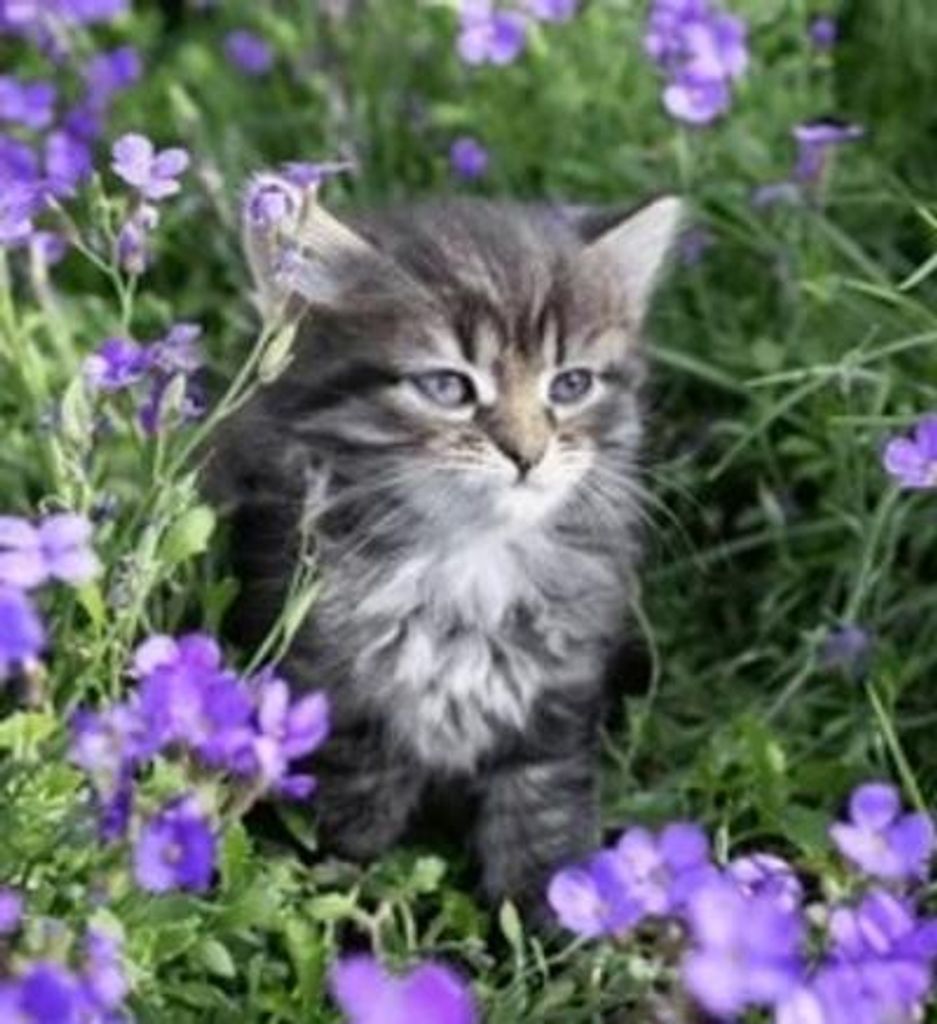 Lynette Faye Zeiset Profile Photo