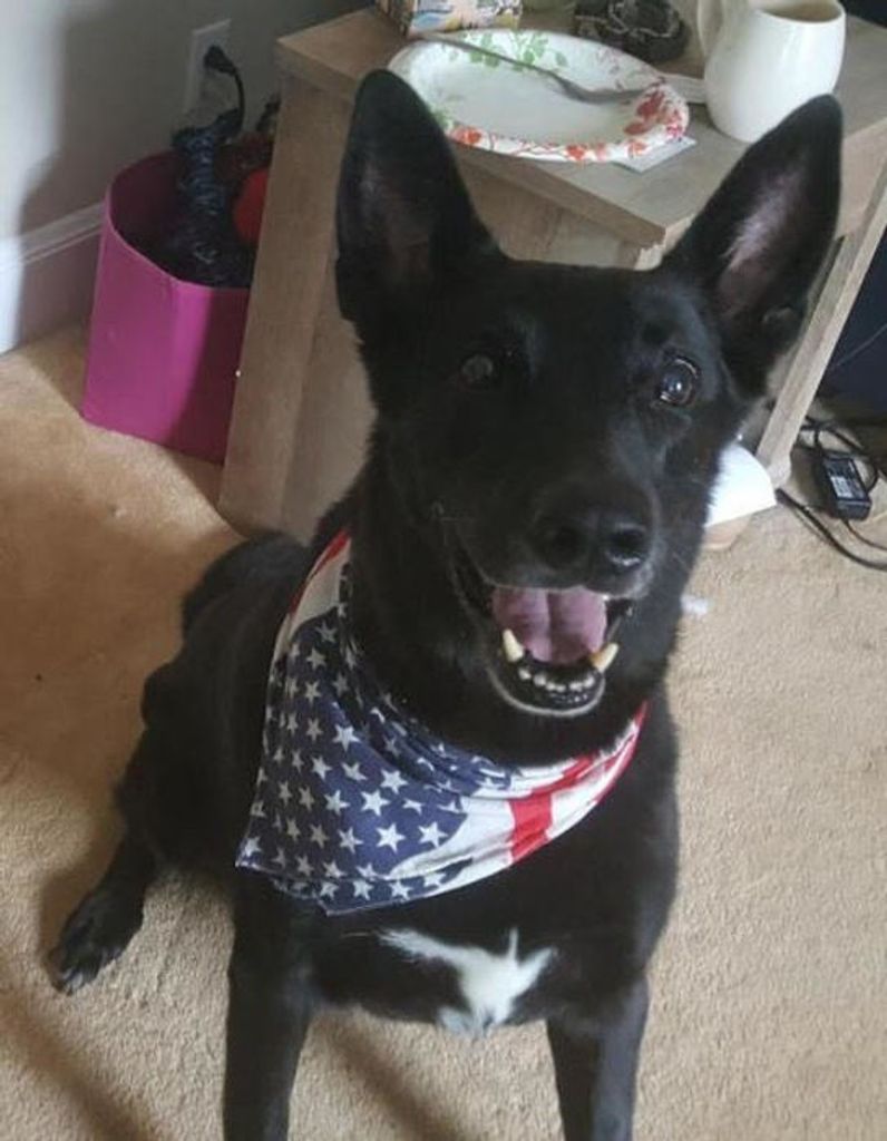 Kyo Franklin (RET U.S. Navy Seals K-9) Profile Photo