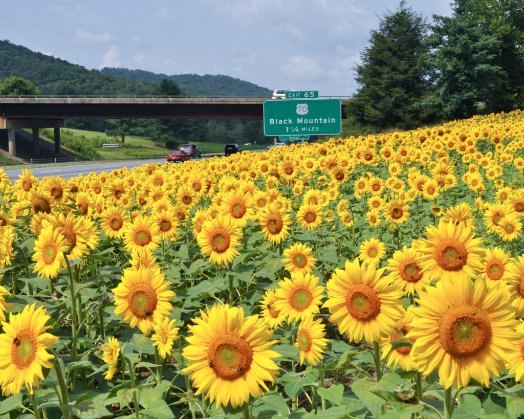 Cover photo for Martha E. DiRienzo's Obituary