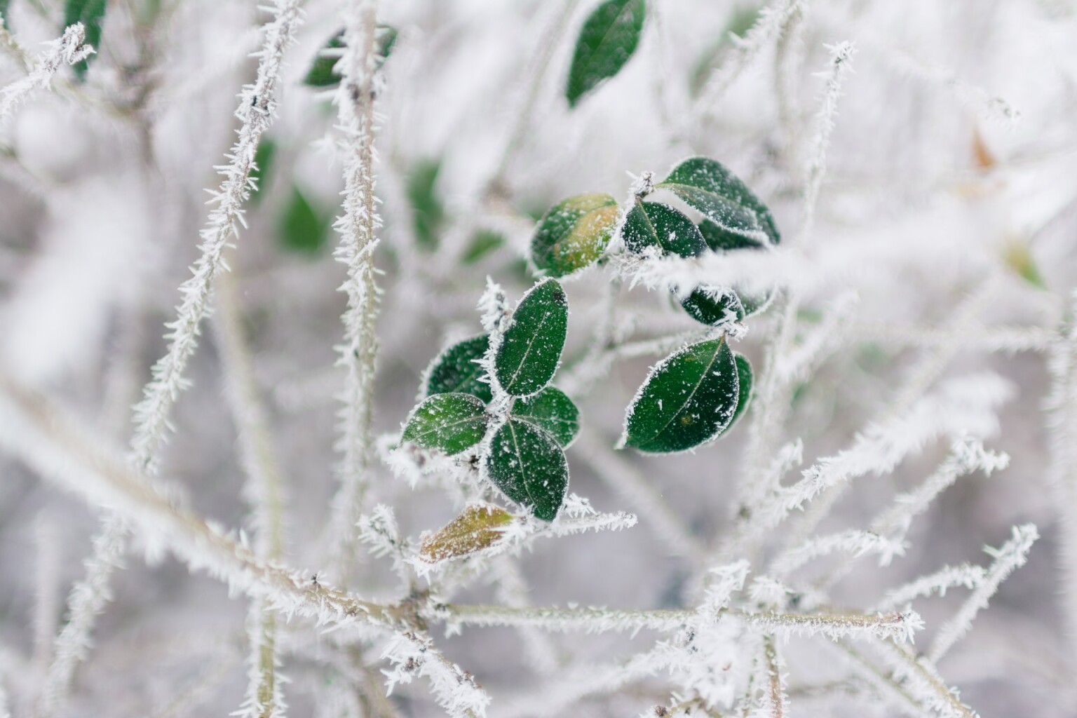 Cover photo for Eileen Rose Sprunger-Daugherty's Obituary